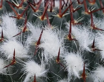 Mammillaria Chionocephala. a Slow-growing Plant. USDA Zone 9b. - Etsy