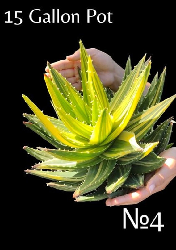 alocasia amazonica pflanze Alocasia x Amazonica 'Dwarf Amazonica' | Alokasie | Pfeilblatt