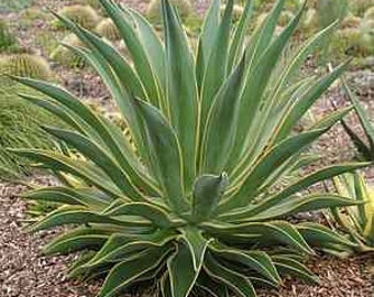 Agave Desmetianna Varigata (Variegated Smooth Agave) Agave 'Golden Moments' 22" T x 26" W