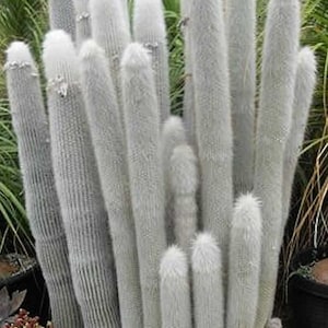 Silver Torch Cactus Cleistocactus strausii, doesn’t appreciate extreme heat and is hardy, briefly, to 14F