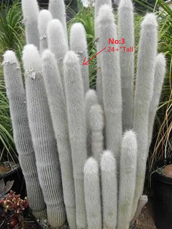 Silver Torch Cactus Cleistocactus Strausii, doesn't appreciate extreme heat  and is hardy, briefly, to 14F - Etsy Schweiz