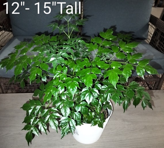 Arbre Miniature Bonsaï Artificiel Pour Maison De Poupée - Décoration Intérieure Plante En Pot Résine Verte 1:12