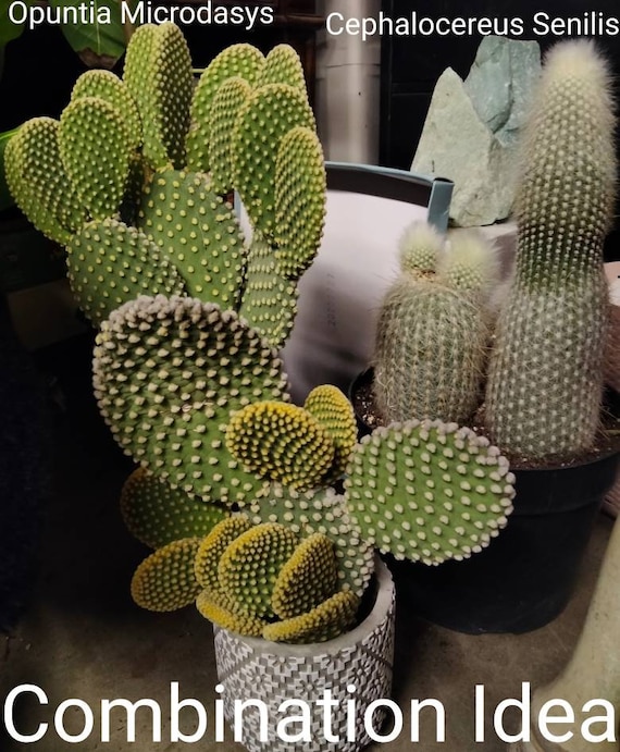 Silver Torch Cactus Cleistocactus Strausii, Doesn't Appreciate