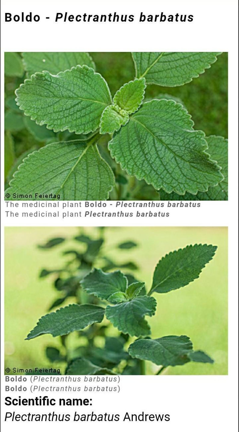 Medicinal Boldo Plant, Plectranthus Barbatus AndrewsColeus barbatus AndrewsColeus forskohlii, Wild Medicinal Herb. Cutting & Rooted Plants image 2