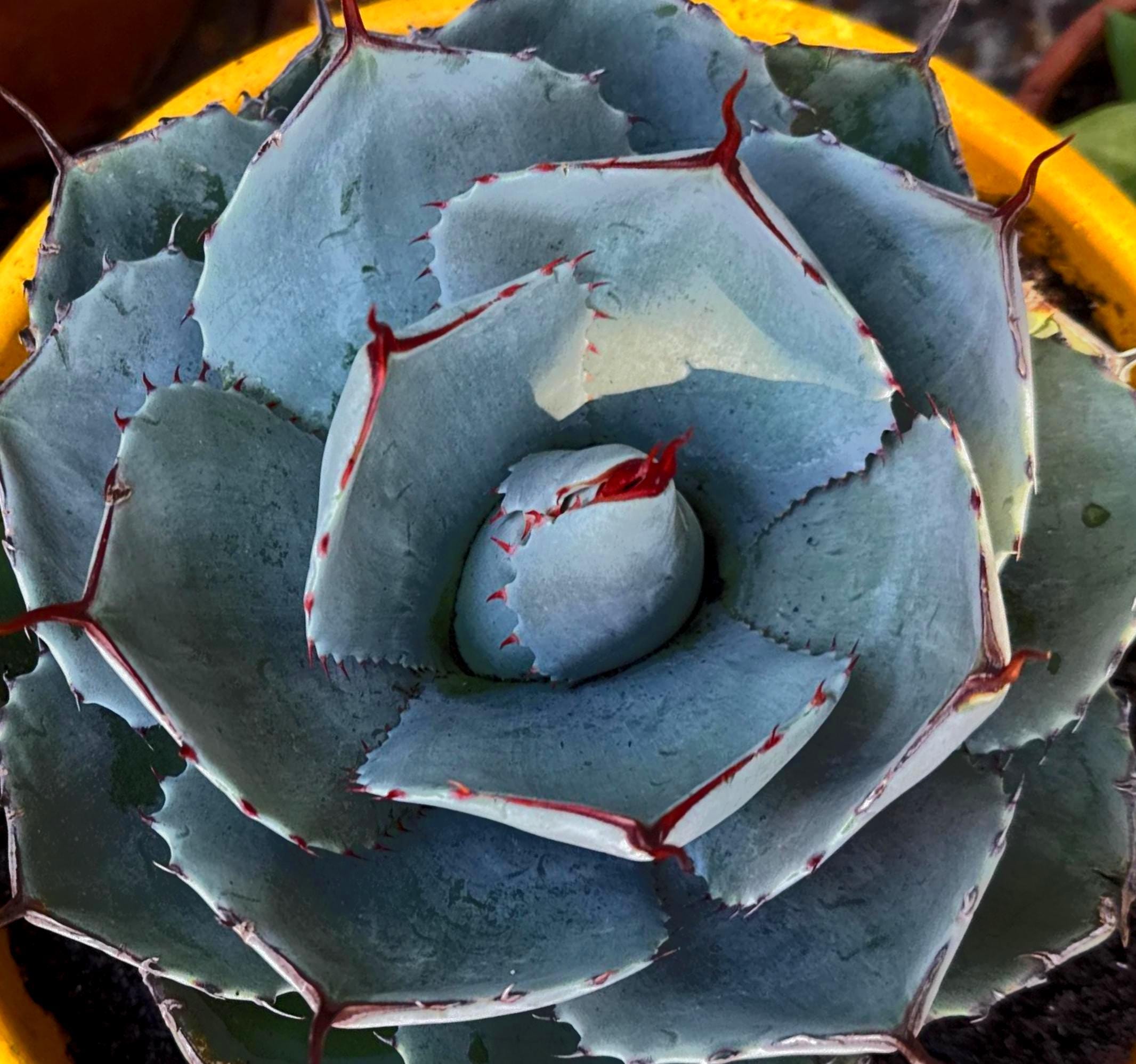 Agave Parryi Truncata, Artichoke Agave, Blue-gray Leaves, Blue