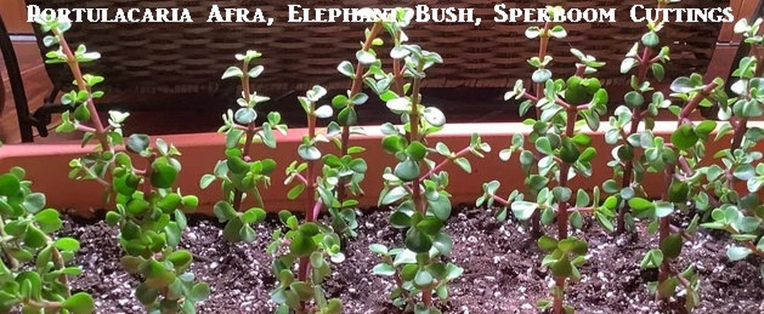 XL Portulacaria Afra, Elephant Bush, Spekboom, Edible Leaves, Pre Bonsai  Succulent. USDA Zone 10 - Etsy