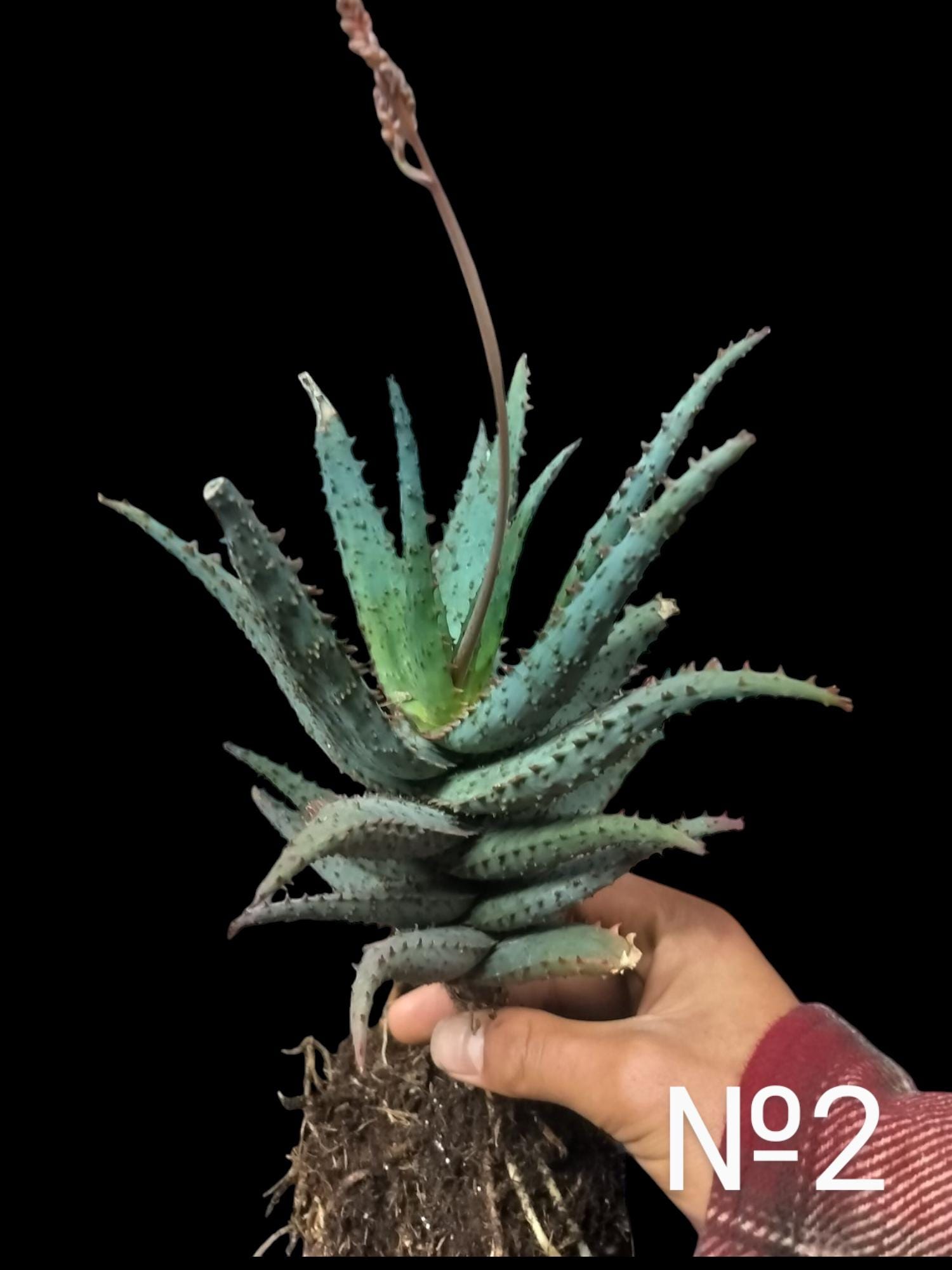 Aloe Castilloniae Hybrid Blue, Thrives Best in Indoor Temperatures