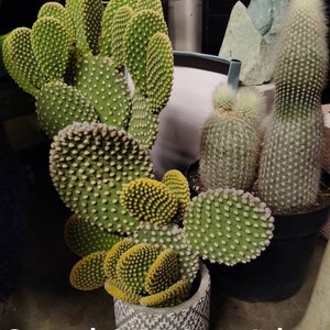 Opuntia Microdasys Rufida, Angel Wings, Bunny Ear Cactus Plant , in a Cement Pot. Zone 9 12 image 4