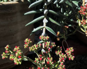 Crassula Mesembryanthemoides small succulent shrub green fleshy & hairy stems that turn woody and reddish-brown over time. USDA Zone 9a.