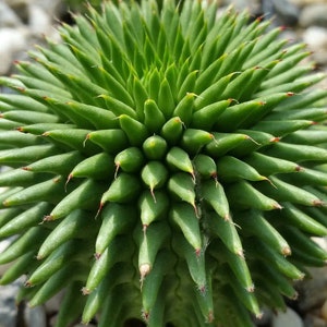 Euphorbia Susannae Marloth , Suzanna&#39;s Euphorbia
