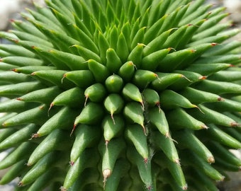 Euphorbia Susannae Marloth , Suzanna's Euphorbia