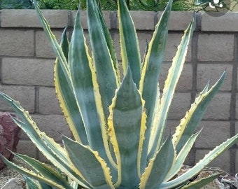 Zone 8 Plant, XL Agave Americana &#39;Marginata&#39; Variegated Century Plant, agave, cactus, succulent, live plant, indoor,  outdoor.