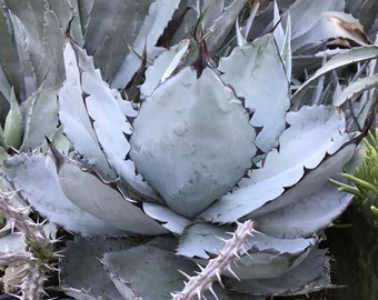 Agave Titanota Black and Blue, Rare Collector Agave. USDA