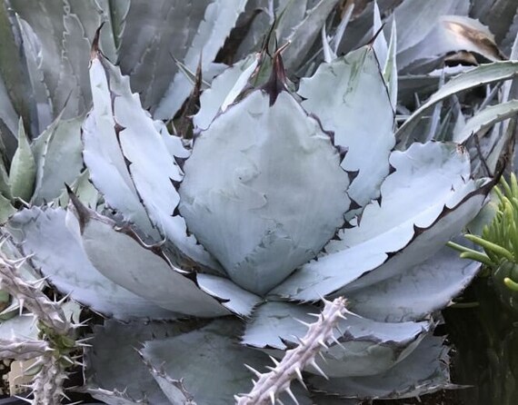 Agave Titanota Black and Blue, Rare Collector Agave. USDA