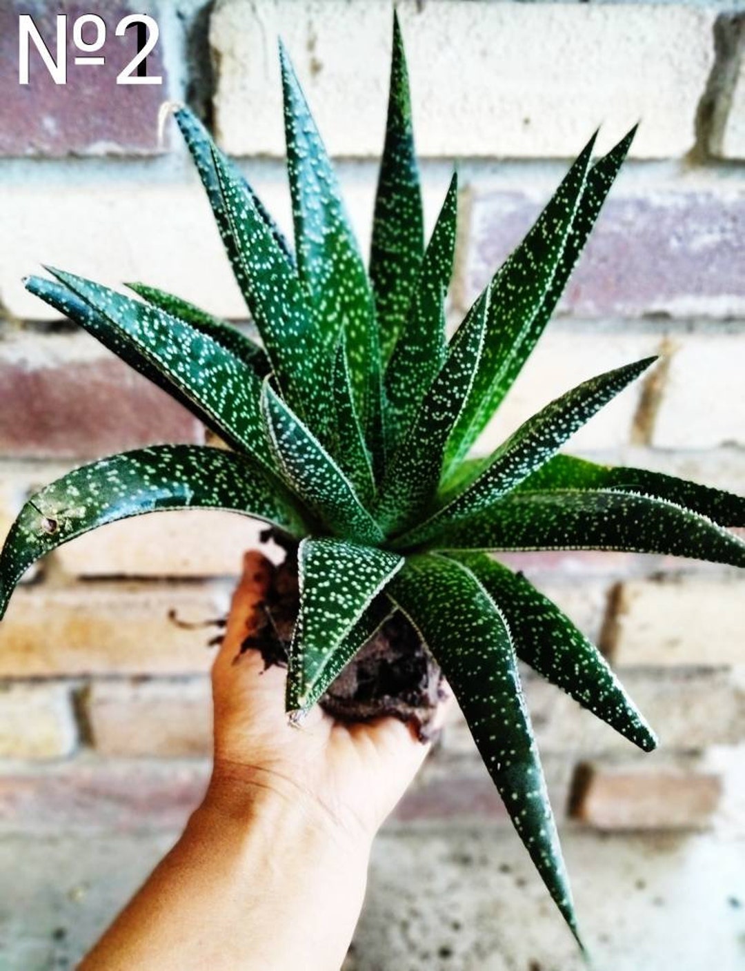 XL Lace Aloe, Aristaloe Aristata, Torch Plant. Actively Grows in