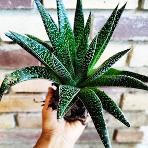 May include: A green succulent plant with white spots on the leaves. The plant is being held in a hand. The plant is labeled "No 2".