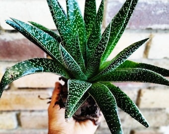 aloe vera gel kleinkinder Bio-Aloe Vera Pflegegel fr Kinder | Beruhigende Feuchtigkeitspflege