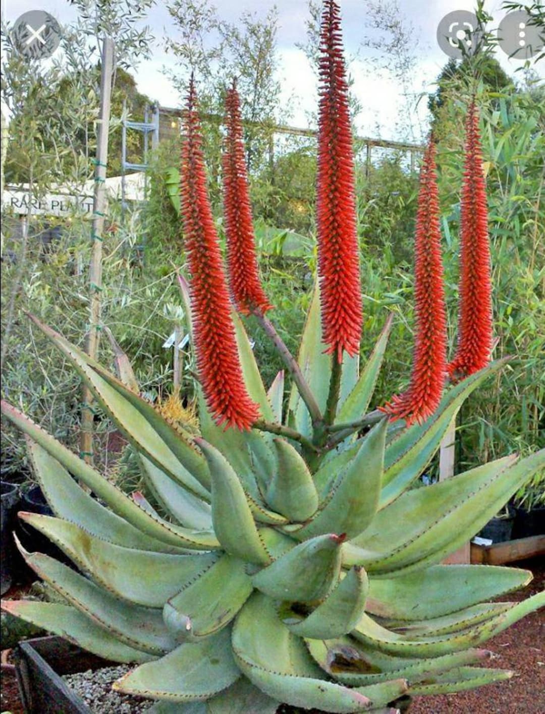 ALOEです。 Large Aloe Ferox, Cape Aloe, Bitter Aloe. Used to make