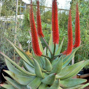 Large Aloe Ferox, Cape Aloe, Bitter Aloe. Used to make bitter aloes. Yields a non-bitter gel used in cosmetics.