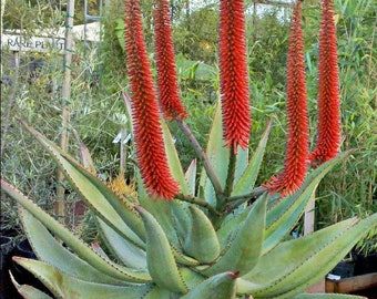 Large Aloe Ferox, Cape Aloe, Bitter Aloe. Used to make bitter aloes. Yields a non-bitter gel used in cosmetics.