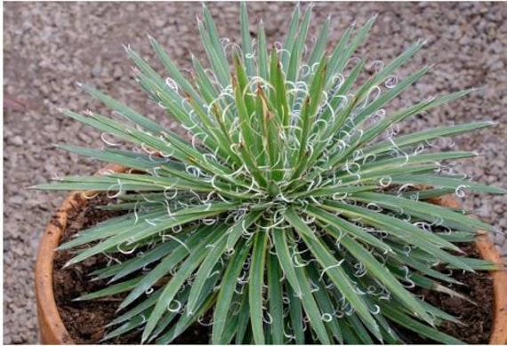 Agave Leopoldii Hammer Time Variegated , Taki No Silaito, White Thread of  Cascade, White Curling Fibrous Margins. Hardy to 20F - Etsy