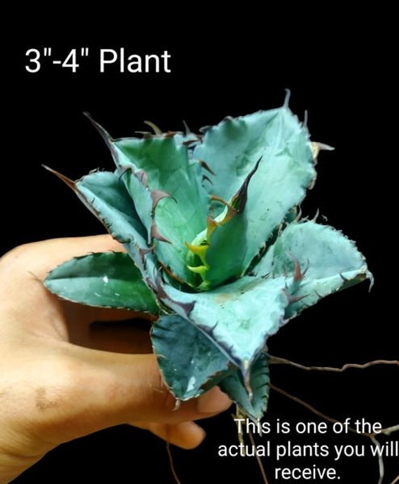 Agave Titanota Black and Blue, Rare Collector Agave. USDA