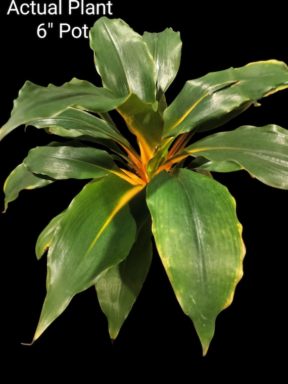 Chlorophytum Fire Flash Plant, Chlorophytum Orchidastrum - Etsy
