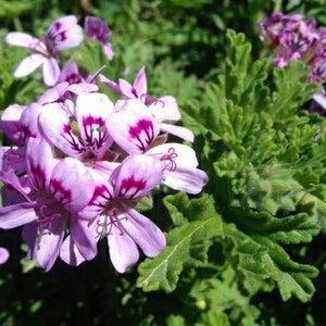 BOGO Pelargonium Graveolens, Rose Geranium,sweet scented geranium,old fashion rose geranium, rose-scent geranium. image 1