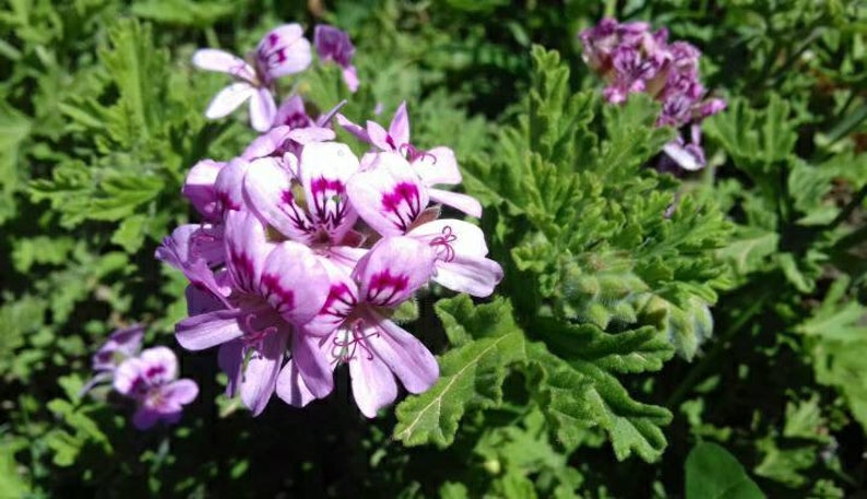 BOGO Pelargonium Graveolens, Rose Geranium,sweet scented geranium,old fashion rose geranium, rose-scent geranium. image 1