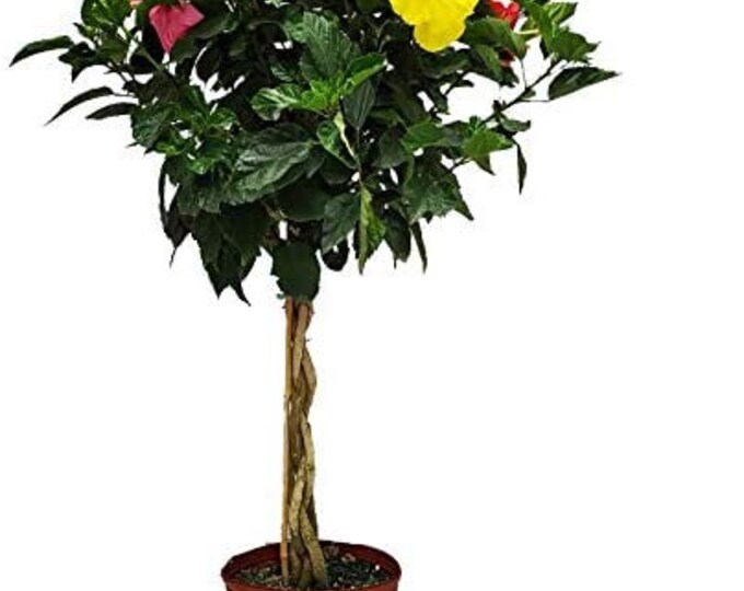 Braided Tropical Hibiscus Tree, Tricolor 4048 Tall. A Tropical Feel to