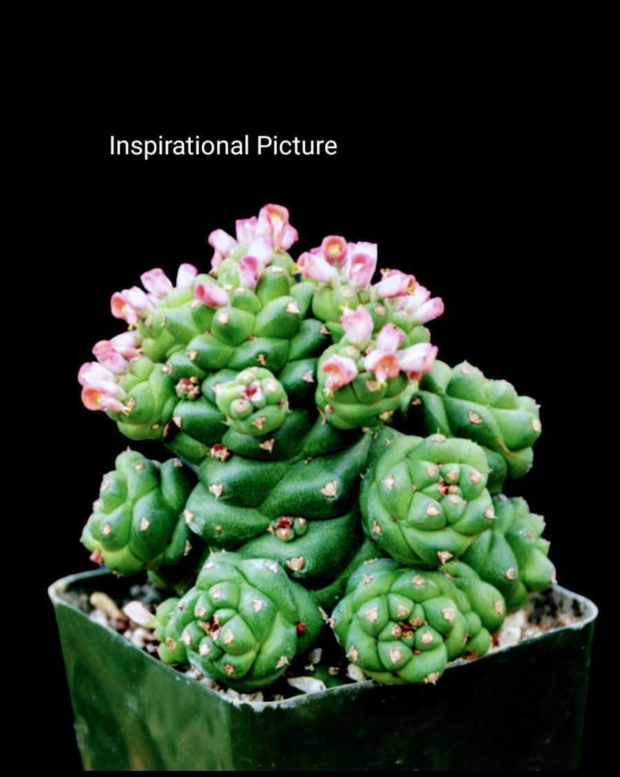 minmi cactuss様40粒 Euphorbia schoenlandii minmi cactuss様40粒 Euphorbia schoenlandii