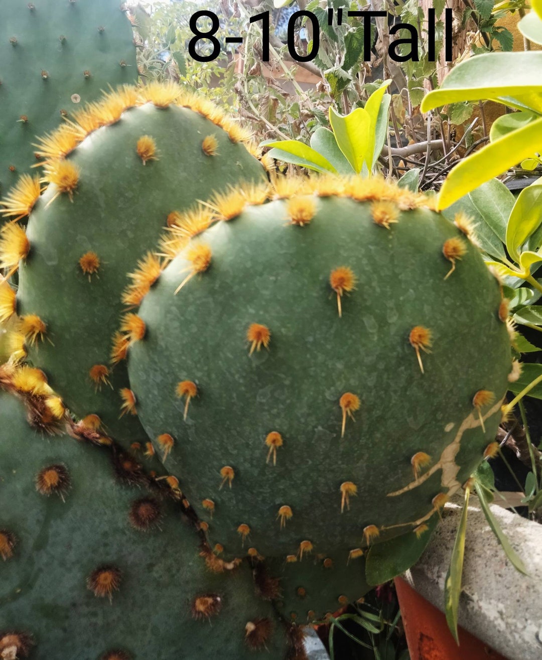 4, 20 or 50 BULK Saguaro Cactus Charms Wth Sun, Slver Desert, Arzona
