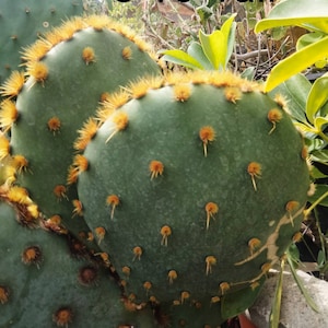Cowboy Red Whiskers, Chenille Prickly Pear, Opuntia Engelmannii Subs. Aciculata Griffiths U.Guzmán & Mandujano. Grows up to 3&#39;T. USDA Zone 8