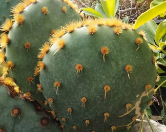 Cowboy Red Whiskers, Chenille Prickly Pear, Opuntia Engelmannii Subs. Aciculata Griffiths U.Guzmán & Mandujano. Grows up to 3'T. USDA Zone 8