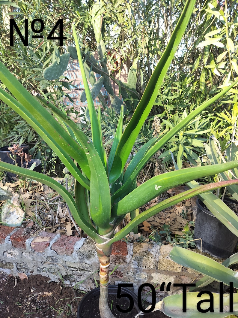 XL Tree Aloe, Aloe Barberae, Aloe Bainesii, Aloe Barberae. African Largest Aloe. rose-pink flowers in Winter. Hardy to 25F. image 7