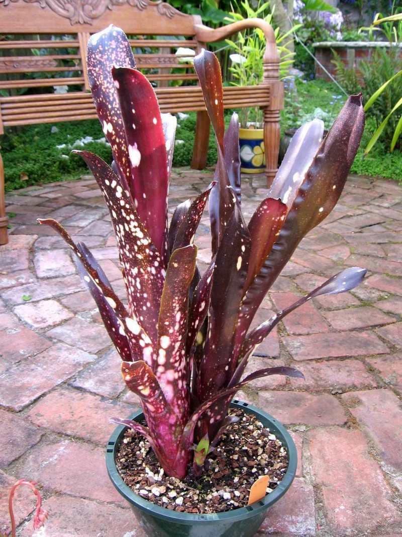 The Easiest to Grow Bromeliads, Billbergia 'hallelujah' Bromeliad