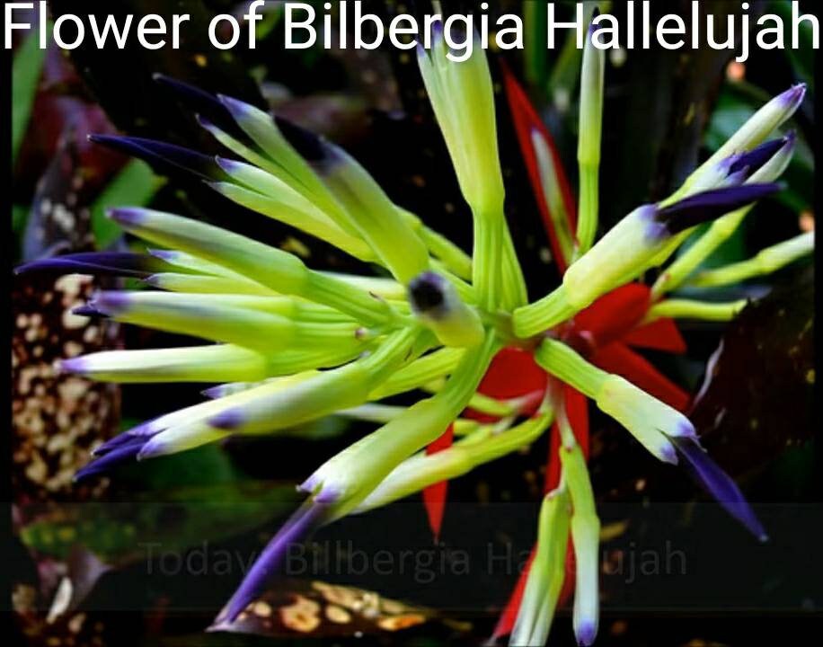 Billbergia ‘C'est Bon’ Guide Complet pour la Culture et l'Entretien de la Billbergia