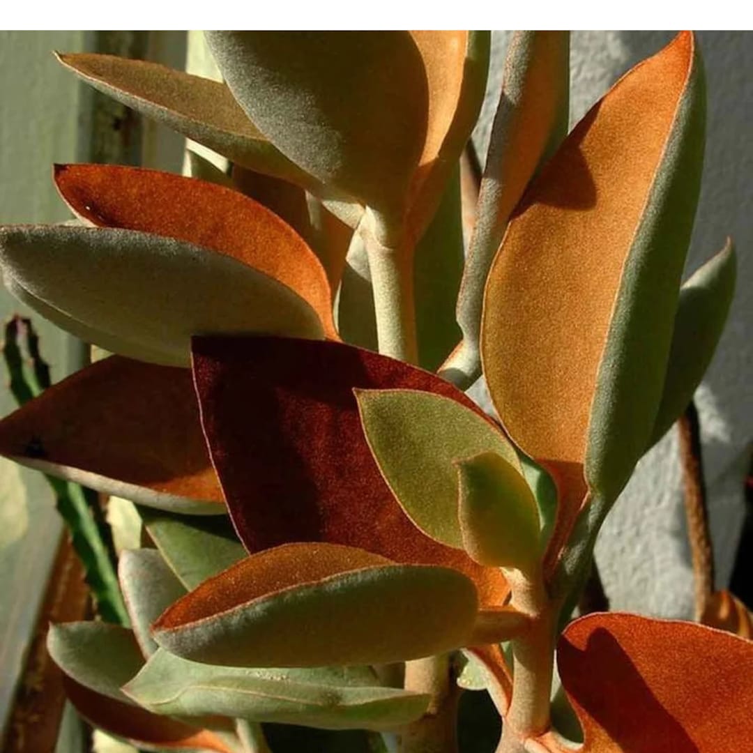 Kalanchoe Antanosiana, Kalanchoe Cantonasyana, Cinnamon Bear Kalanchoe