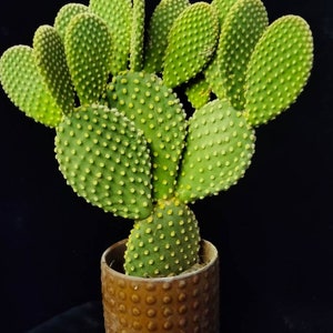 Opuntia Microdasys Rufida, Angel Wings, Bunny Ear Cactus Plant , in a Cement Pot. Zone 9 12 image 1