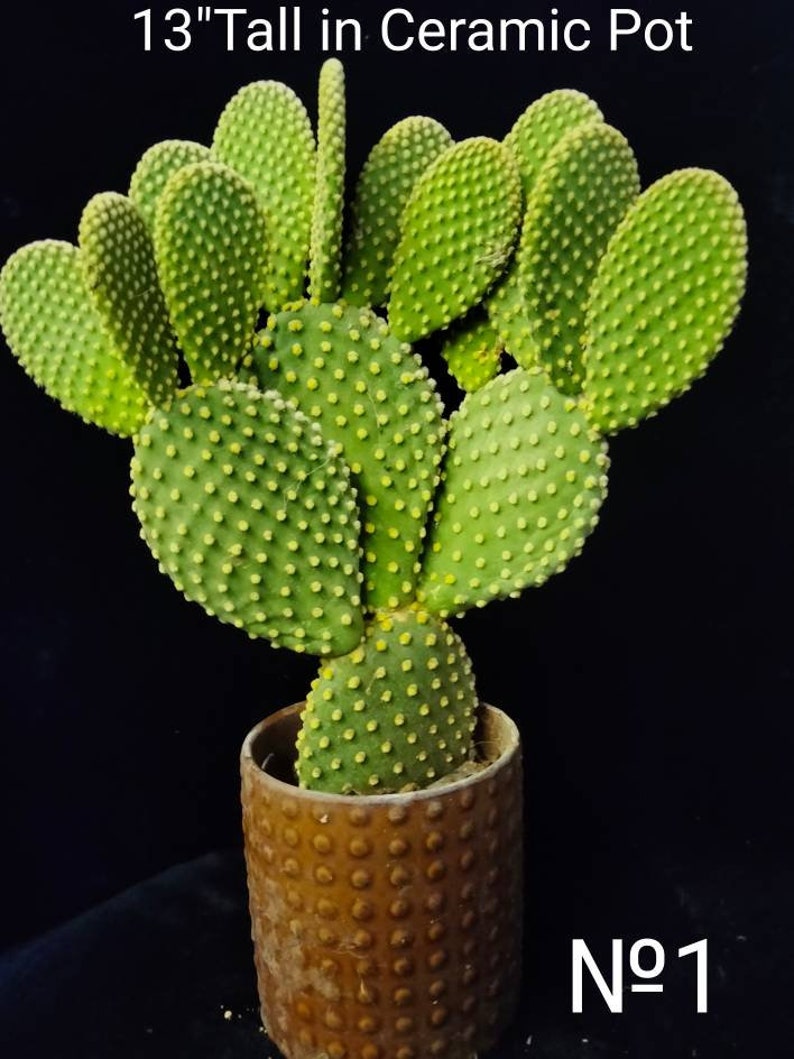 Opuntia Microdasys Rufida, Angel Wings, Bunny Ear Cactus Plant , in a Cement Pot. Zone 9 12 image 1