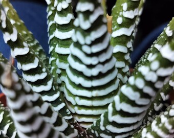 Haworthia Fasciata, Zebra cactus, Pearl Plant, Star Window Plant, Cushion Aloe. USDA hardiness zones 9