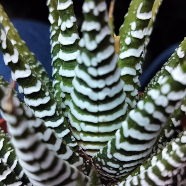 Haworthia Fasciata, Zebra cactus, Pearl Plant, Star Window Plant, Cushion Aloe. USDA hardiness zones 9