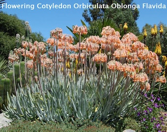 Cotyledon Orbiculata Oblonga Flavida, Cotyledon White Sprite, RARE Silver, Finger Aloe,  favorite landscaping succulents. Hardy to mid 20F.