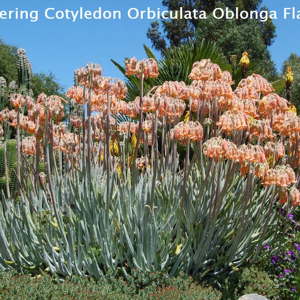 Cotyledon Orbiculata Oblonga Flavida, Cotyledon White Sprite, RARE Silver, Finger Aloe,  favorite landscaping succulents. Hardy to mid 20F.