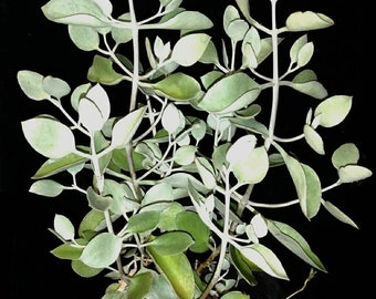 Silver Teaspoons Kalanchoe Bracteata. Summer Bloom. USDA Zone 9b