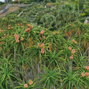 XL Tree Aloe, Aloe Barberae, Aloe Bainesii, Aloe Barberae. African Largest Aloe. rose-pink flowers in Winter. Hardy to 25F. image 5