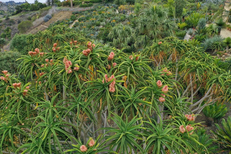 XL Tree Aloe, Aloe Barberae, Aloe Bainesii, Aloe Barberae. African Largest Aloe. rose-pink flowers in Winter. Hardy to 25F. image 5