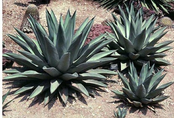 XL Sharkskin Agave, Have the Texture of Shark Skin, Leathery, Thick,  Smooth, Triangular-shaped, Olive Green With a Blue Cast Rosette. - Etsy