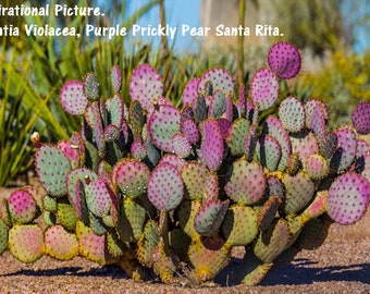 Purple Prickly Pear Santa Rita, Opuntia Violacea, Opuntia Gosseliniana, Opentia Chlorotica Fresh Cuttings. USDA Zone 7-11.