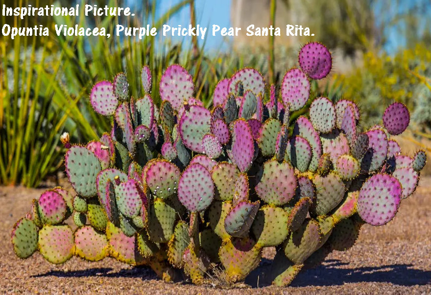 Purple Prickly Pear Santa Rita, Opuntia Violacea, Opuntia